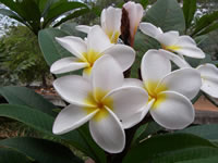 Frangipani