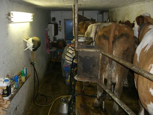 Cows