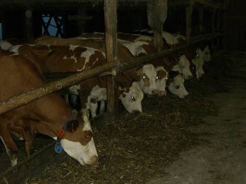 cow