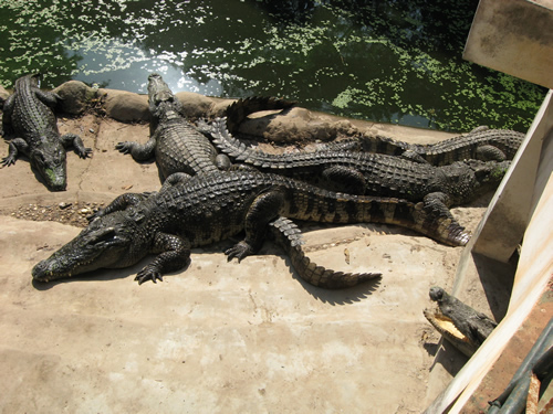 Alligator
