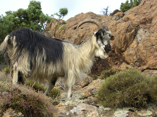 Corsica - Beast