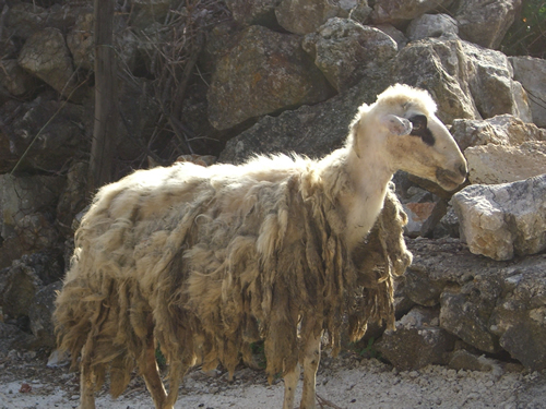 Croatian Goat