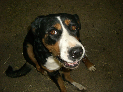 Dog