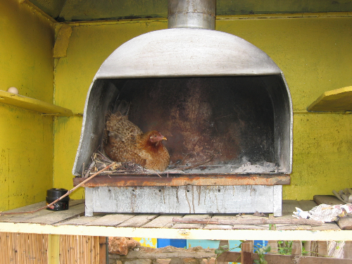 Hen
