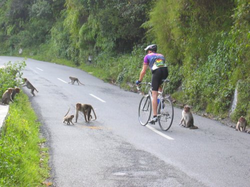 Greg...slaloming through the monkeys in India.  Greg, sorry, no monkeys in Croatia....just truffles. 