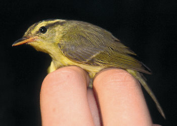 New Bird Species