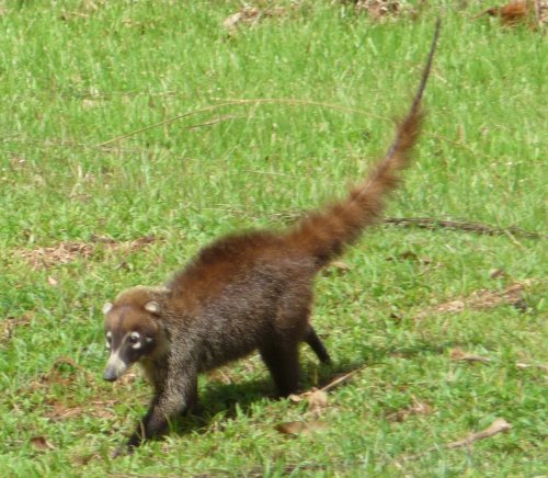 animal We also came across these things. Sort of a long nosed long tailed raccoon. I had never seen one before. Maybe someone knows what they are??